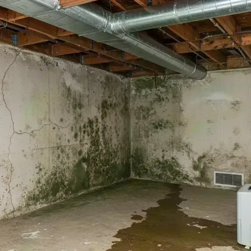 Professional Mold Removal in Scott Air Force Base, IL